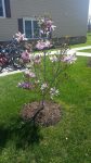 Spring Woodstown8